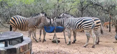 three zebras eating out of a blue bucket at Martys Place in Marloth Park