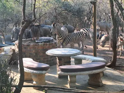 two zebras and other animals standing in a field at Martys Place in Marloth Park