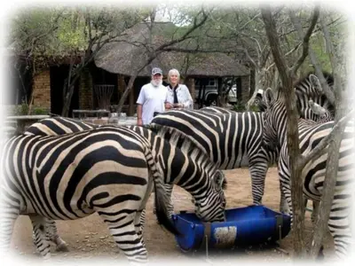 a group of zebras drinking out of a blue barrel at Martys Place in Marloth Park