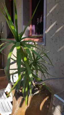 a plant in a pot in front of a mirror at Texas Guesthouse in Phalaborwa