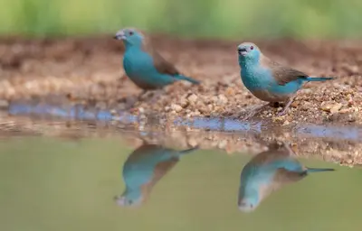 two birds standing on the ground next to some water at Karongwe - Kuname Safari Lodge in Hoedspruit