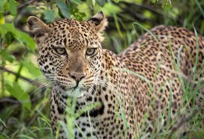 a leopard is standing in the tall grass at Karongwe - Kuname Safari Lodge in Hoedspruit
