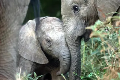 a baby elephant standing next to an adult elephant at Karongwe - Kuname Safari Lodge in Hoedspruit