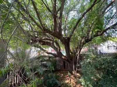 a large tree in front of a fence at The Chardonnay Inn in Centurion