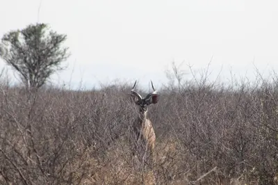 a giraffe standing in the middle of a field at Rupping Bush Retreats in Mmukubyane