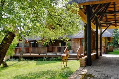 a deer standing in the grass in front of a house at Kruger Park Lodge Unit 268 & Unit 531 in Hazyview