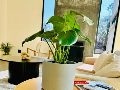 a potted plant sitting on a table in a living room at Wabi Sabie River House in Hazyview