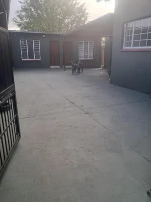 two cats sitting in a driveway of a house at Christland Guest House in Kempton Park
