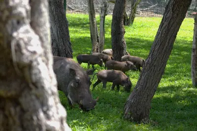 a herd of pigs standing in the grass near trees at Selukwe Safari Lodge in Marloth Park
