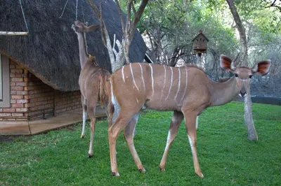 two deer standing in the grass near a house at Selukwe Safari Lodge in Marloth Park