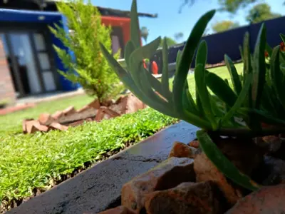a green plant sitting on top of some rocks at Stofberg Guest House in Brits