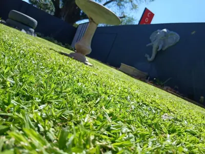 a wooden paddle on top of a patch of grass at Stofberg Guest House in Brits