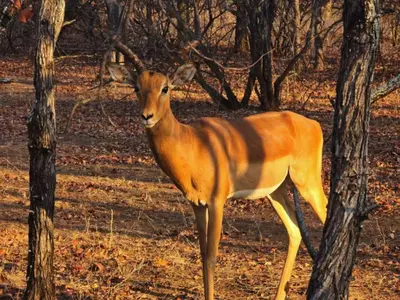 a gazelle standing in the woods next to trees at Tintshaba Safaris in Phalaborwa