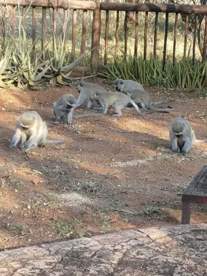 a group of monkeys standing around in the dirt at Kudu's Corner in Marloth Park