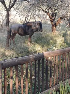 a zebra standing in the grass next to a fence at Kudu's Corner in Marloth Park