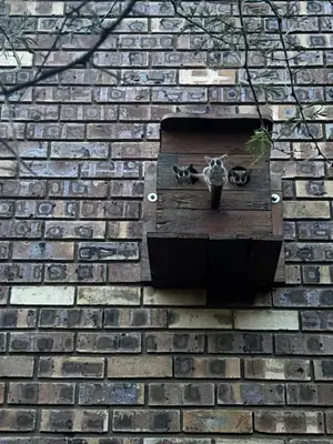 a brick wall with a window with two animals on it at Kudu's Corner in Marloth Park