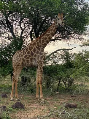 a giraffe standing in front of a tree at Kettie&Klip Self Catering Accommodation in Marloth Park