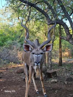 a antelope with large horns standing in the forest at Kettie&Klip Self Catering Accommodation in Marloth Park