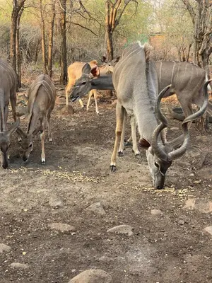 a group of animals grazing on the ground at Kettie&Klip Self Catering Accommodation in Marloth Park