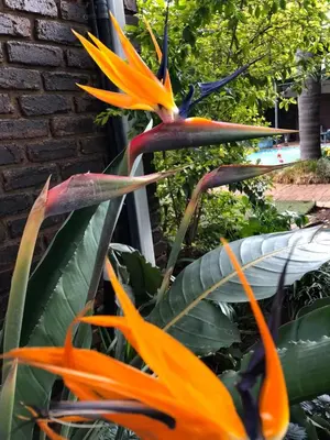 a close up of a plant with orange flowers at African Diamond - Date Night Suite in Benoni