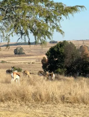 a group of animals grazing in a field at Valyspruit Trout Fishing and Game Retreat in Dullstroom