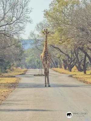a giraffe standing in the middle of a road at 99 on Zwartkloof - Luxury Bushveld Retreat in Warmbaths