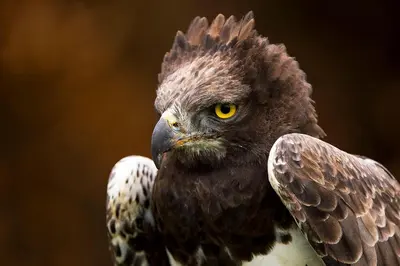 a close up of an eagle with its wings out at Bartlett Safari Marloth Park in Marloth Park