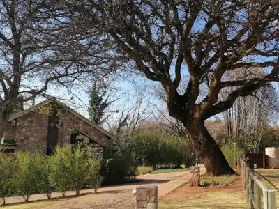 a large tree in front of a house at Big Oak Cottages in Dullstroom