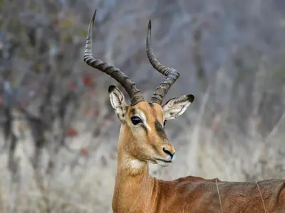 a gazelle with long horns standing in a field at Mazuri Shamba Lodge in Phalaborwa