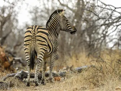 a zebra standing in a field of grass at Mazuri Shamba Lodge in Phalaborwa