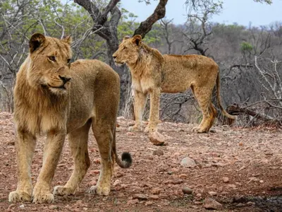 two lions standing next to each other on a field at Mazuri Shamba Lodge in Phalaborwa