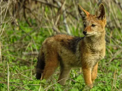a fox standing in a field of grass at Mazuri Shamba Lodge in Phalaborwa