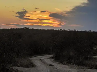 a dirt road in a field with a sunset at Mazuri Shamba Lodge in Phalaborwa