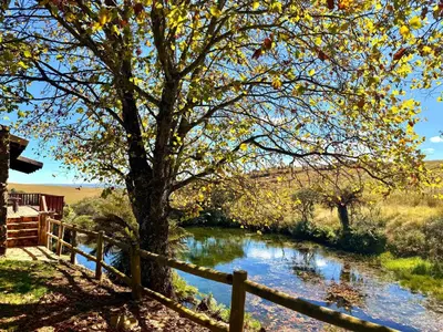 a tree next to a fence next to a river at Treeferns Trout Lodge in Dullstroom