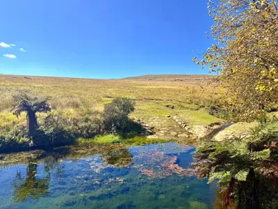 a stream in the middle of a field with trees at Treeferns Trout Lodge in Dullstroom