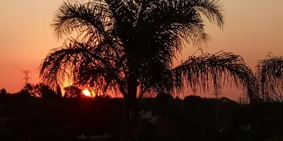 a palm tree with the sunset in the background at Viva-Africa in Pretoria