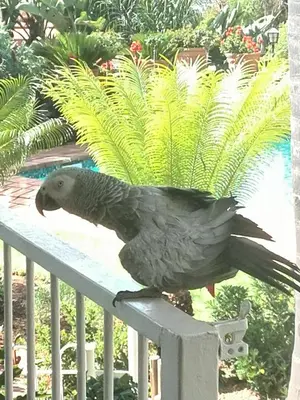 a bird sitting on a fence at Viva-Africa in Pretoria