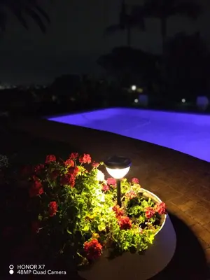 a glass of wine in a flower pot next to a pool at Viva-Africa in Pretoria