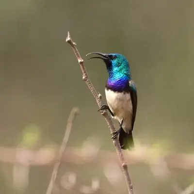 a hummingbird perched on a tree branch at Pumba's Den Kranspoort in Winterkamp