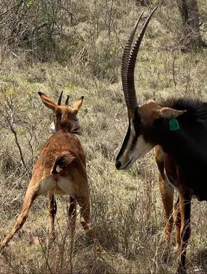 two animals with long horns standing in a field at Pumba's Den Kranspoort in Winterkamp