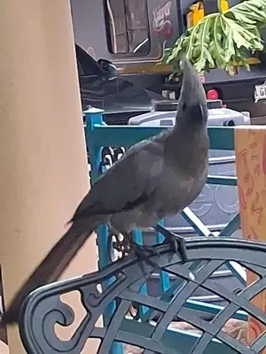a bird standing on top of a table at Pumba's Den Kranspoort in Winterkamp