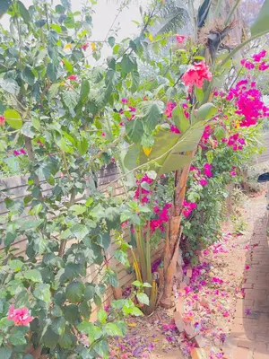 a garden with pink flowers and a plant at Galaxy Guesthouse Pretoria North in Pretoria