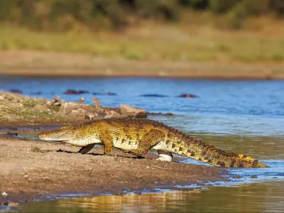a lizard walking on the shore of a body of water at Tintswalo Scops Rest in Klaserie Private Nature Reserve