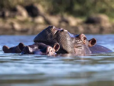 a elephant laying in the water in the water at Tintswalo Scops Rest in Klaserie Private Nature Reserve