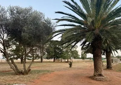 a palm tree in the middle of a field at Country Farm House in Delmas