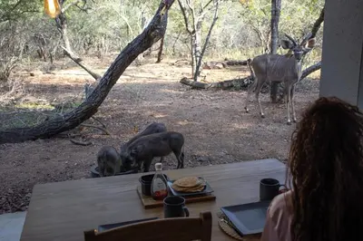 a woman sitting at a table looking at a group of animals at Ratel Katel in Marloth Park
