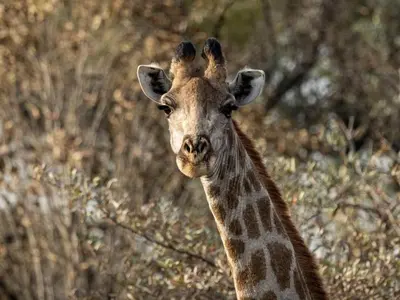 a close up of a giraffe looking at the camera at LoWes Africa in Vaalwater