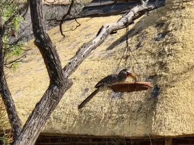 a bird sitting on a bird feeder hanging from a tree at LoWes Africa in Vaalwater