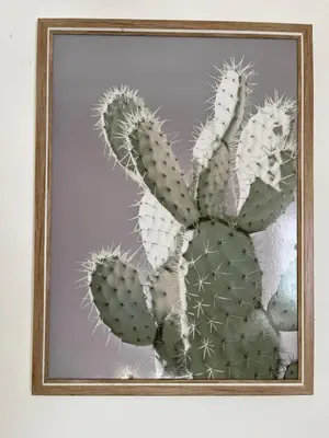a cactus in a picture frame on a wall at Farmstay at Rehoboth in Benoni