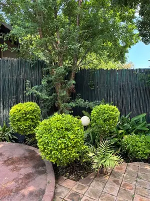 a garden with a fence and a tree and bushes at Atterbury Value Bed and Breakfast Garsfontein in Pretoria